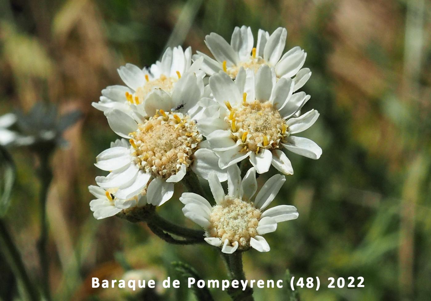 Sneezewort flower